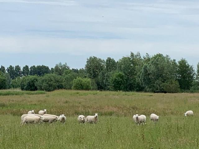 B&B Petit Chateau - Stijlvol Verblijf Centraal Gelegen In Zeeuws Vlaanderen Biervliet Kültér fotó
